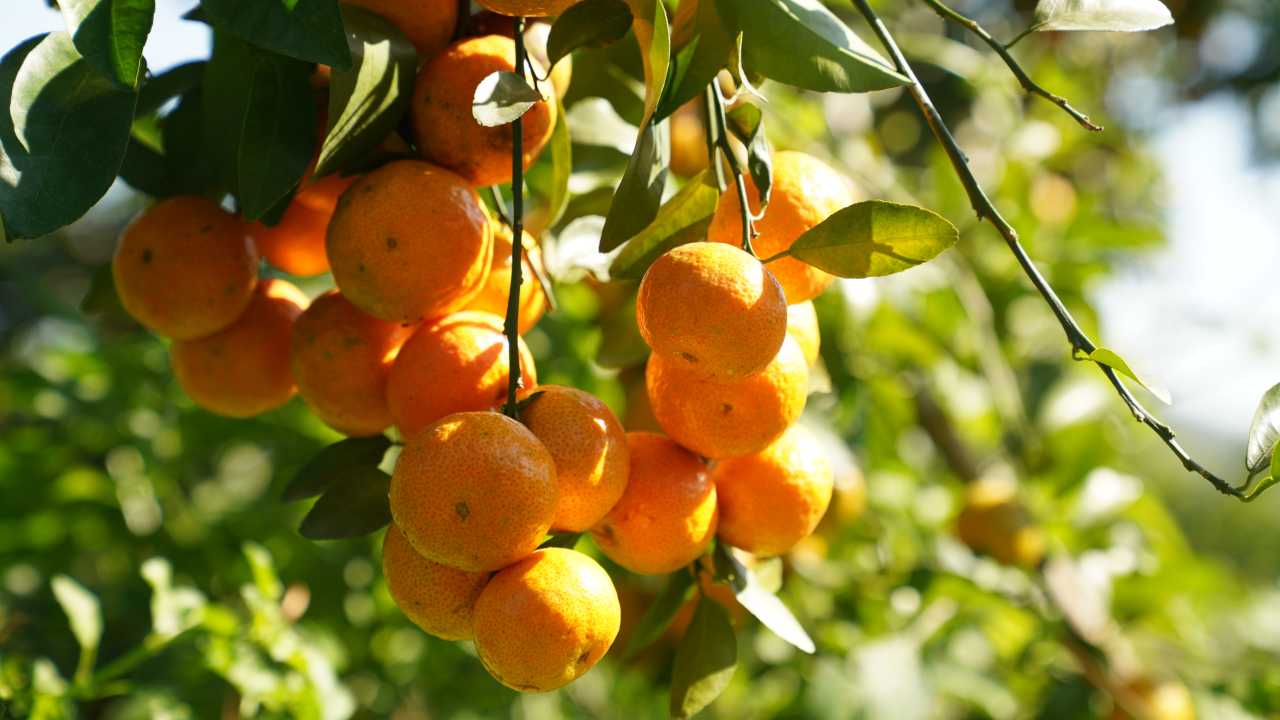 粤语“混吉”的由来