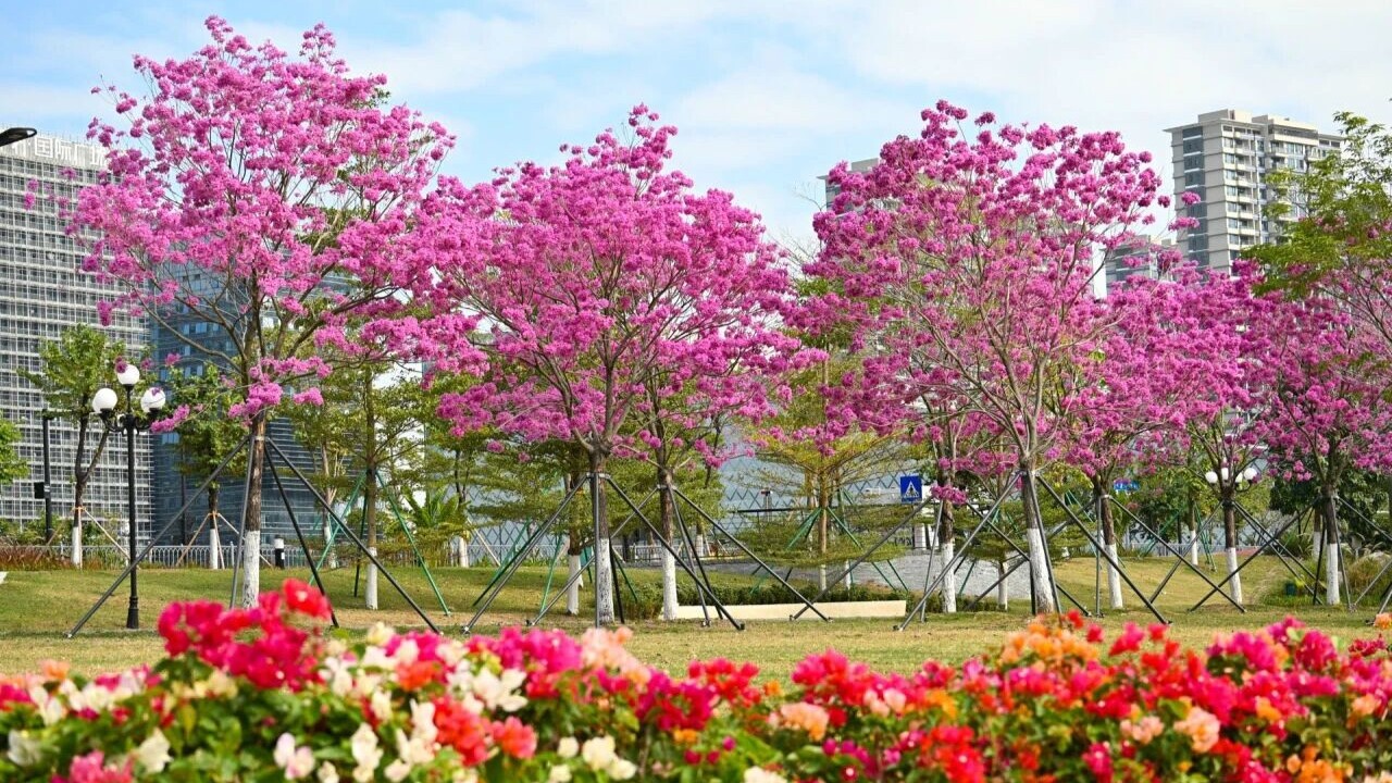 In Pics | Tabebuia trees in full bloom in Hengqin