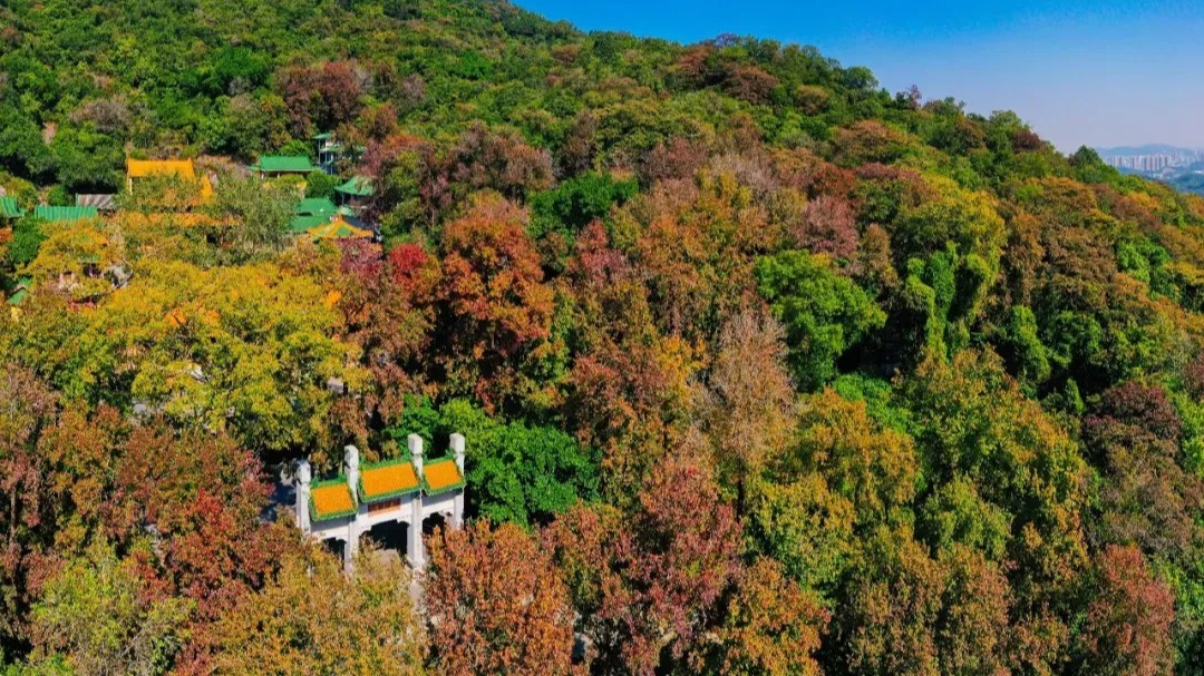 Jiangmen ushers in maple viewing season