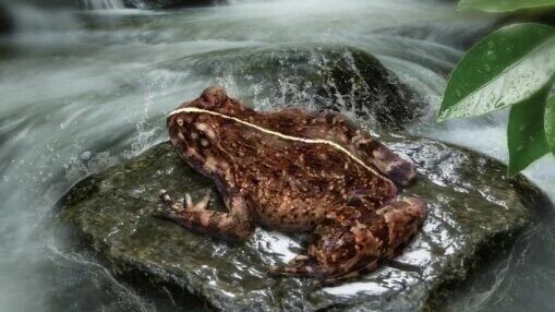New frog species discovered in Maoming's Yunkai Mountain
