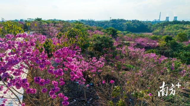A velvet bloom: Yunfu's winter romance in purple
