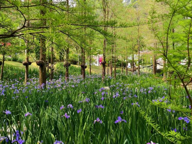 《热闹的大湾区灯会氛围组》李广松