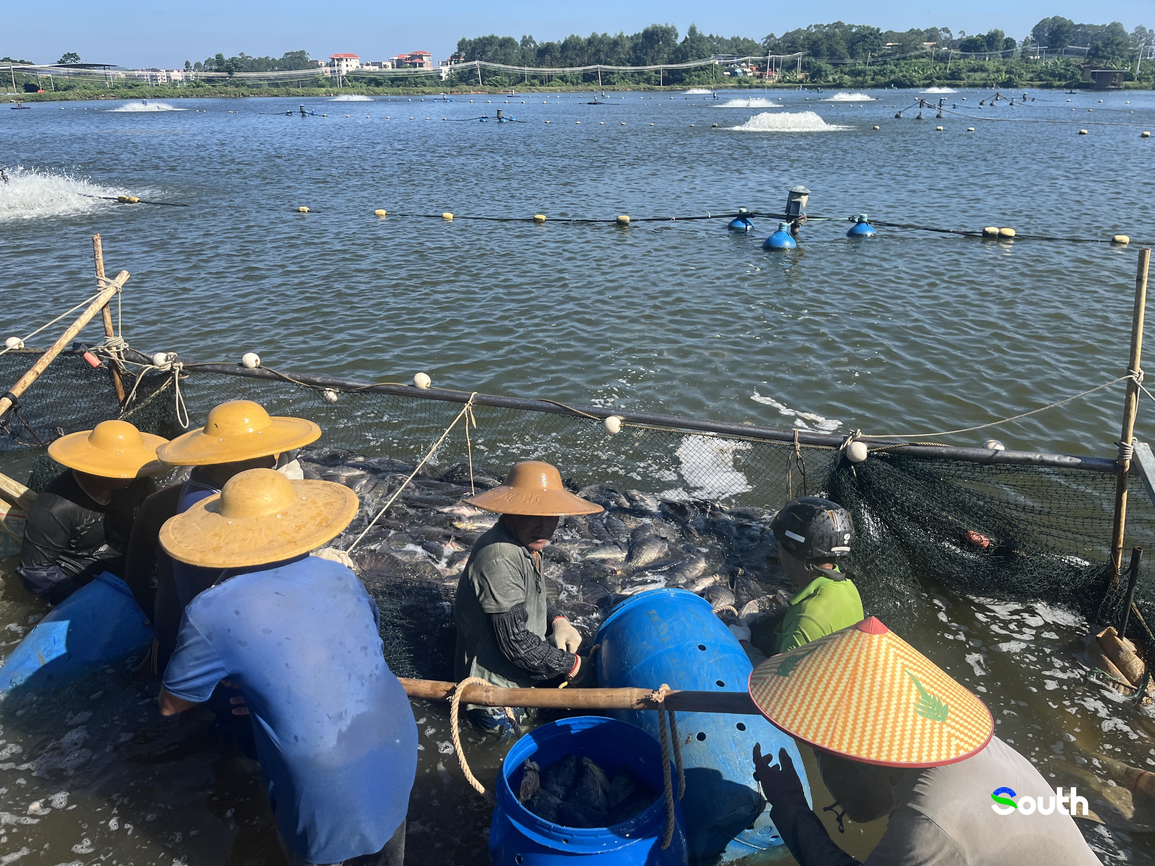 Maoming’s Tilapia Enjoys a Bumper Harvest, with Workers Busy Catching Them.