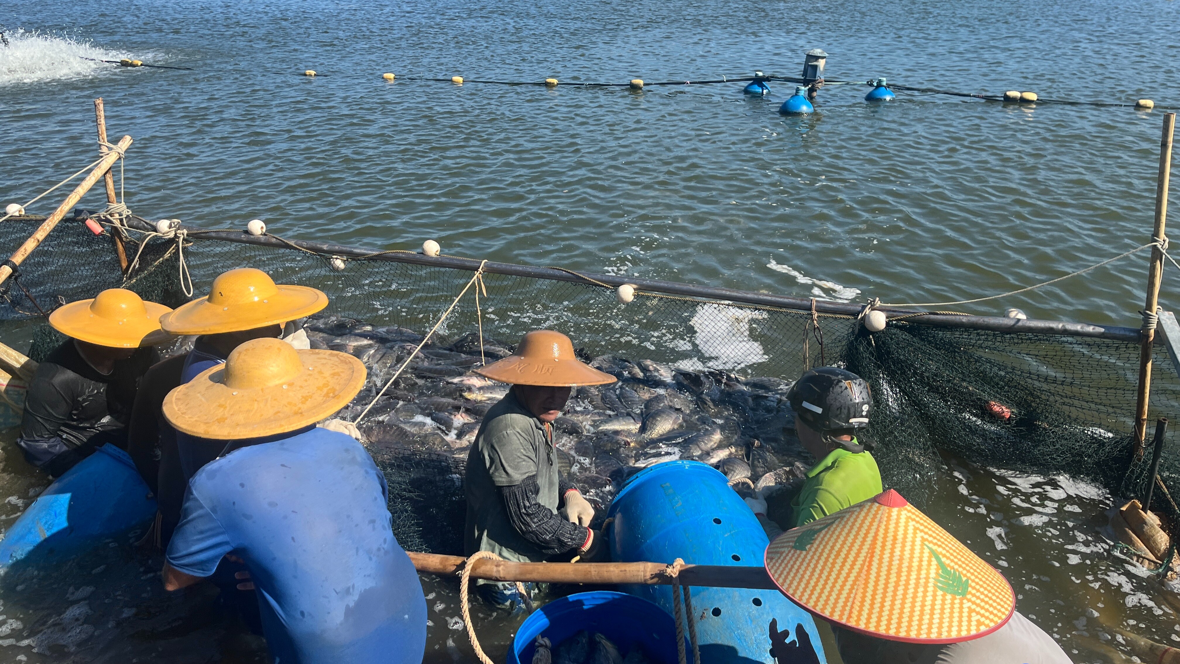 Maoming's tilapia exports surge by over 20%