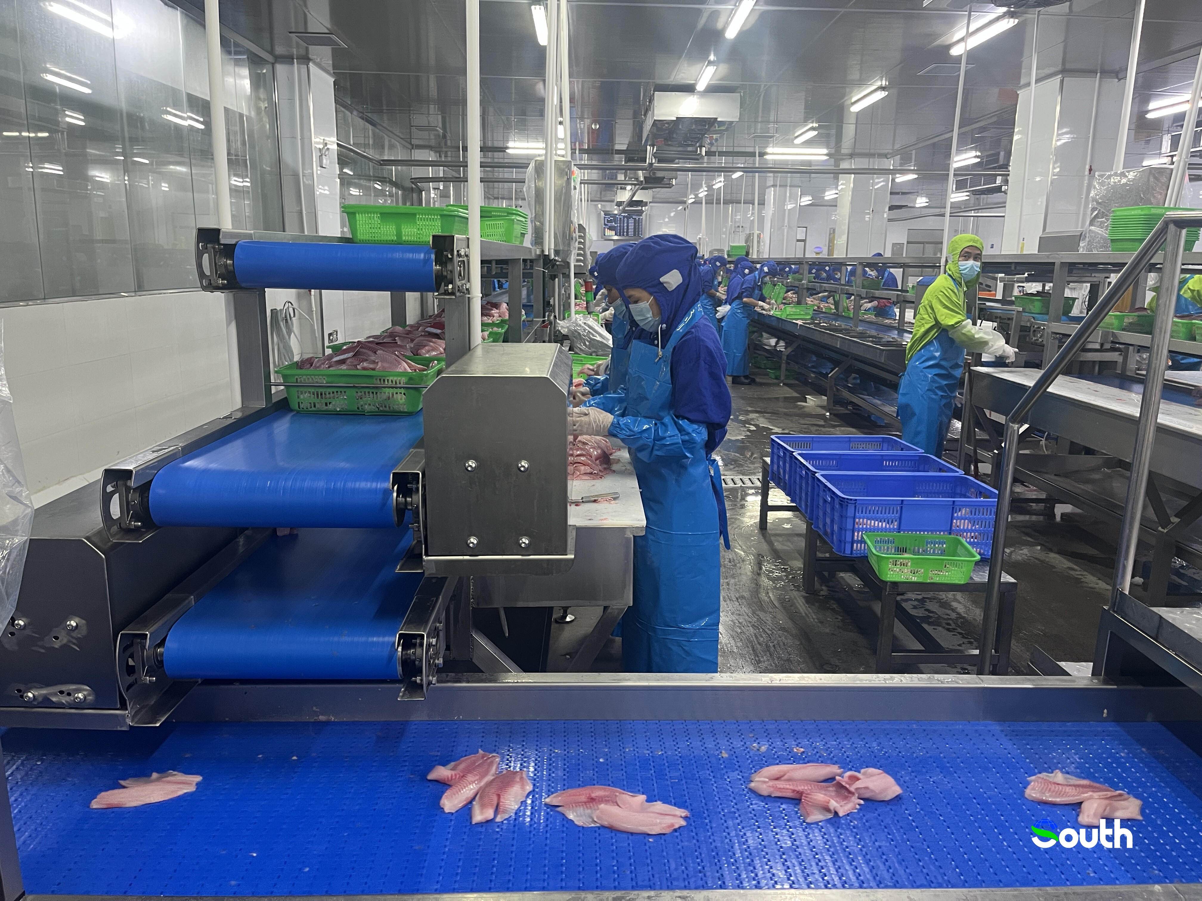 Maoming Tilapia Export Processing Workshop.