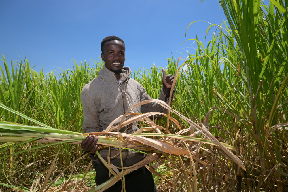 2025年10月14日,在肯尼亚西部纳库鲁郡,工人在菌草种植园内收割菌草。新华社记者 杨光 摄