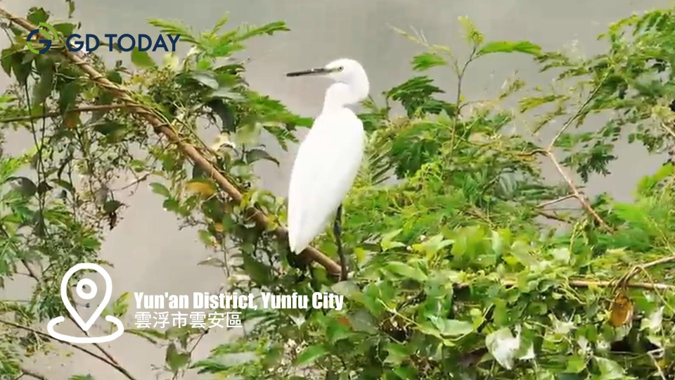 Egrets dance in the sky over Yunfu's wetland