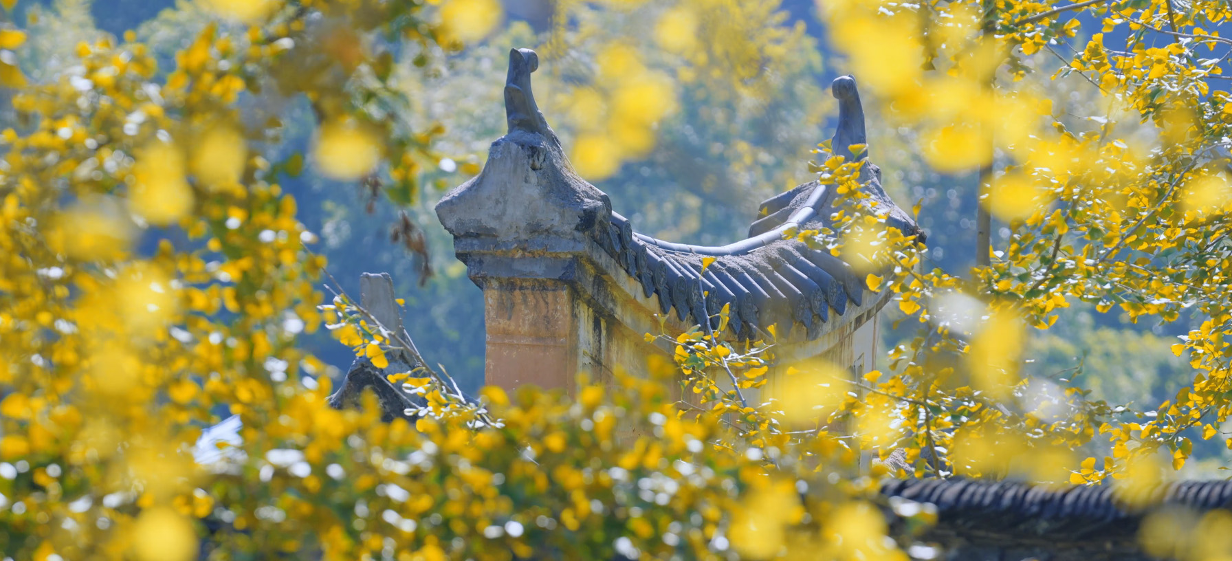 December in Guangdong: Meet the unique "snowflakes"