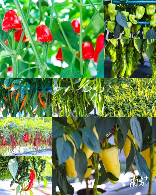 第二十四届广东种业博览会开幕 通讯员 粤农轩 供图