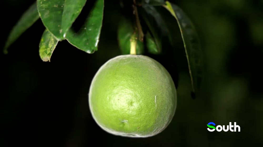 Maoming's first National GI Protection Zone approved for Huajuhong