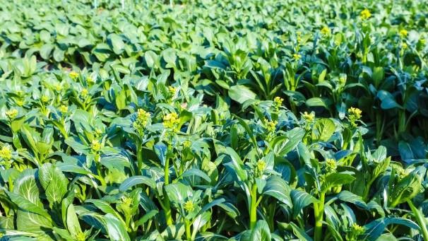 搭好舞台，建好平台！广东种博会为“百千万工程”聚势赋能