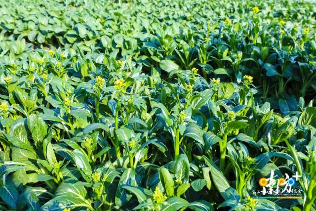 广东菜心新品种。 广东菜心新品种。