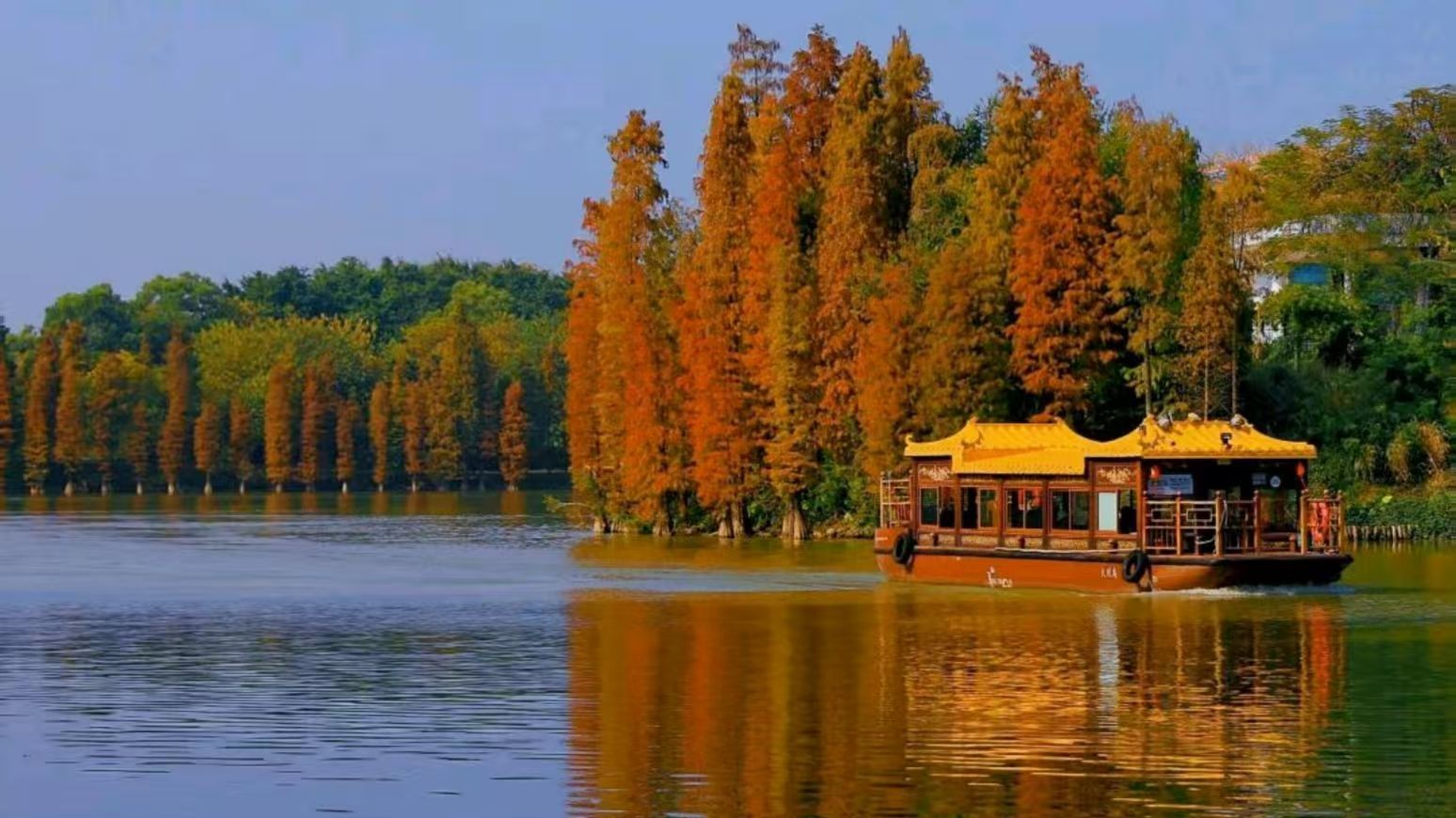 Bald cypress trees in Zhaoqing's Seven Star Cave enter prime viewing period