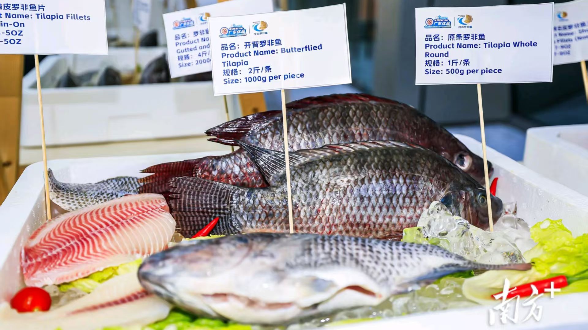 "Paper Gold" boosts Maoming's aquatic products in expanding global markets