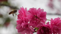 春暖花开！广州华农校园樱花浪漫“上线”