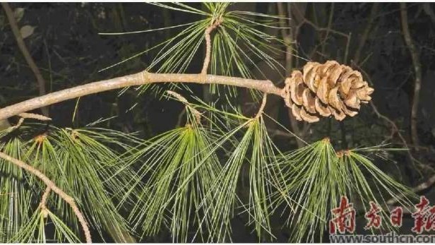 Rare pine discovery expands known habitat in Guangdong's Huizhou