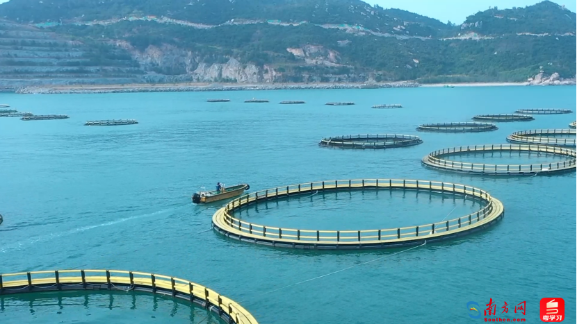 广东大力推进现代化海洋牧场建设，重力式深水网箱数量全国第一