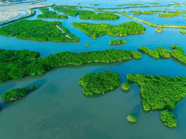 20年来，通过生态保护，湛江红树林保护区的鸟类和底栖生物都越来越多，红树林面积也逐渐增大。（蓝东旭 摄）