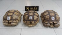 港珠澳大桥海关截获濒危物种苏卡达陆龟3只 港珠澳大桥海关截获濒危物种苏卡达陆龟3只
