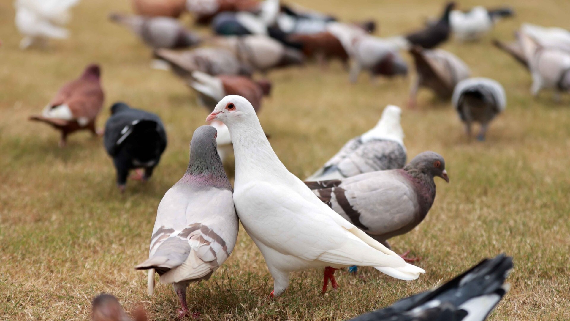 Guangzhou Nansha UniPark opens sea pigeon center for human-animal interaction