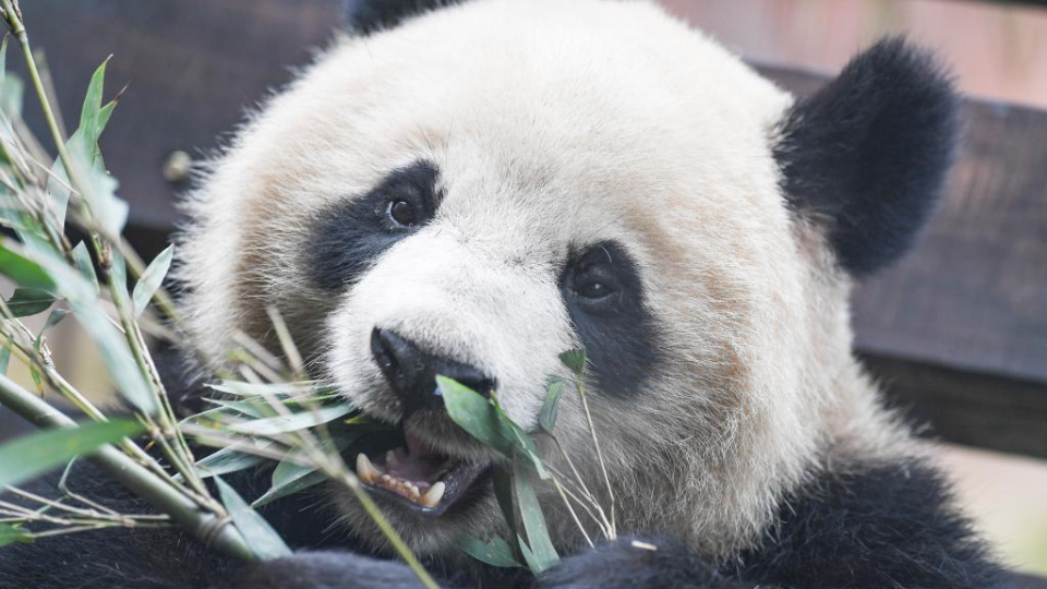 4 giant pandas meet public at Locajoy animal theme park in Chongqing