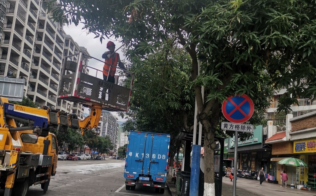 云浮：清理绿化芒果 保障出行安全