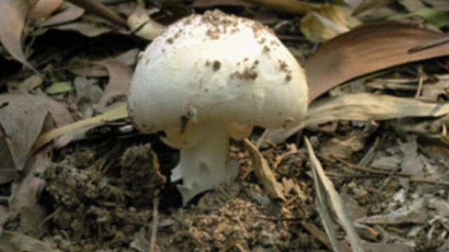 郁南县织密毒蘑菇防控安全网 检查食品经营单位400余家