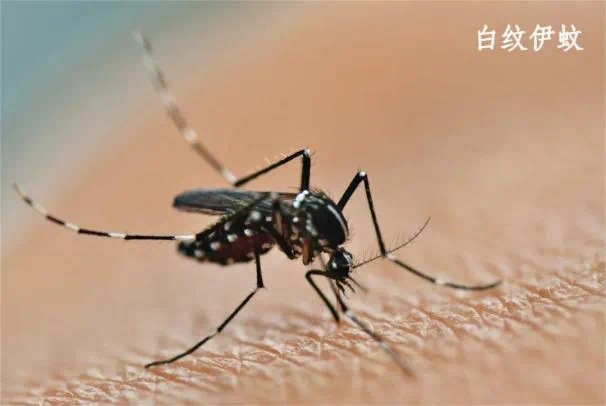 输入风险持续存在！广州疾控提醒：警惕基孔肯雅热“登堂入室”