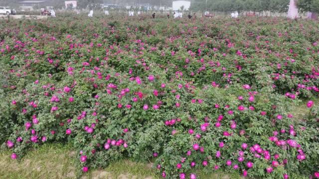 ▲2025年5月20日，新疆和田地区于田县，玫瑰进入采摘季。（受访者供图）