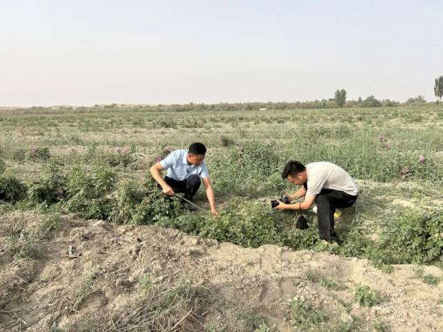 2025年5月，蔡显富（左）在介绍玫瑰花的栽培要领。（南方周末记者 李在磊 / 摄）