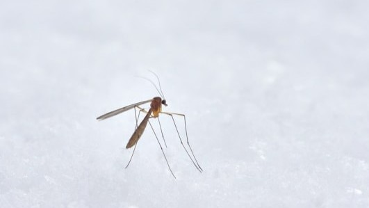 已确诊超2200例！佛山3区通报基孔肯雅热确诊病例情况