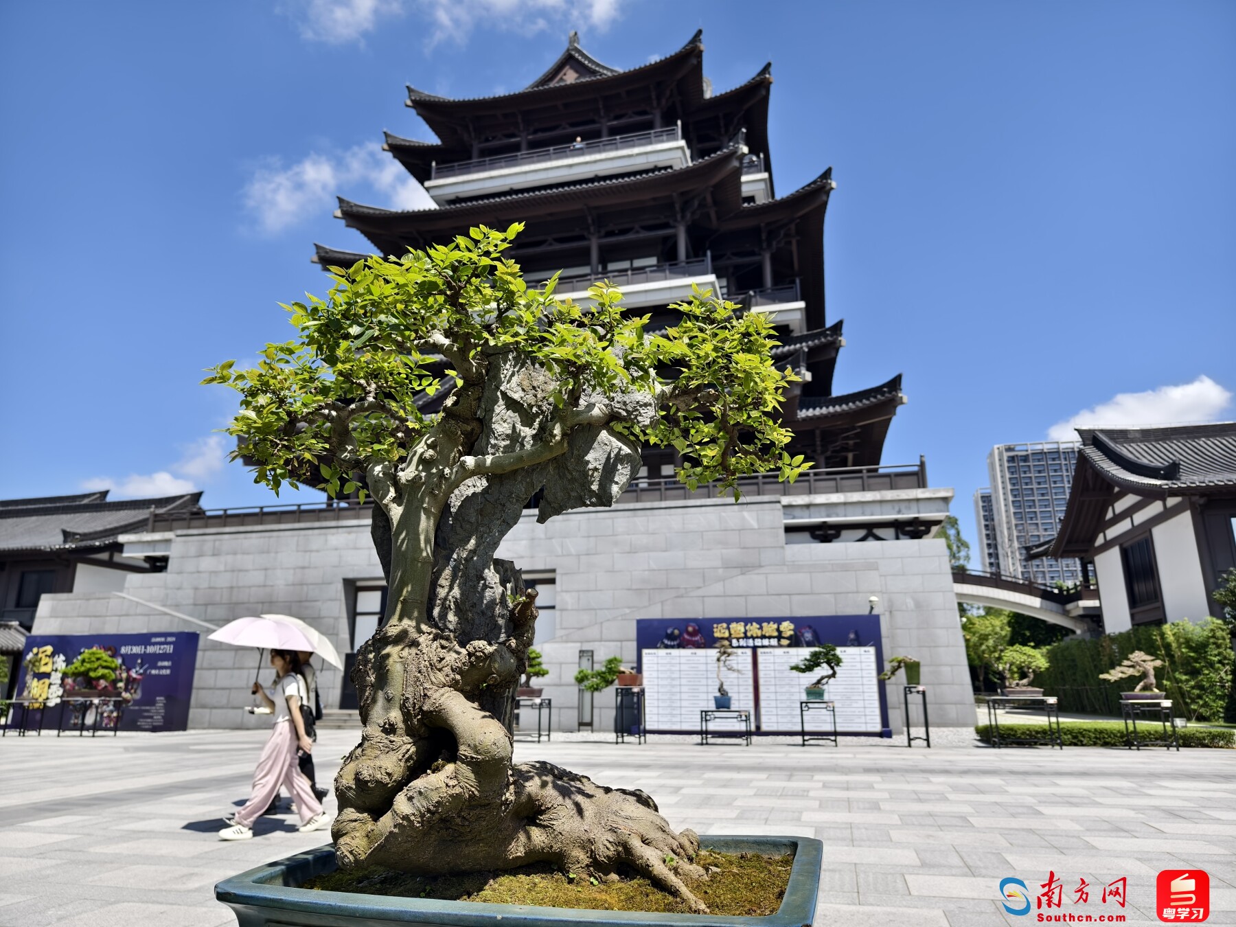 中国語 嶺南盆景 藝術與技法 園藝系列⑪ - メルカリ