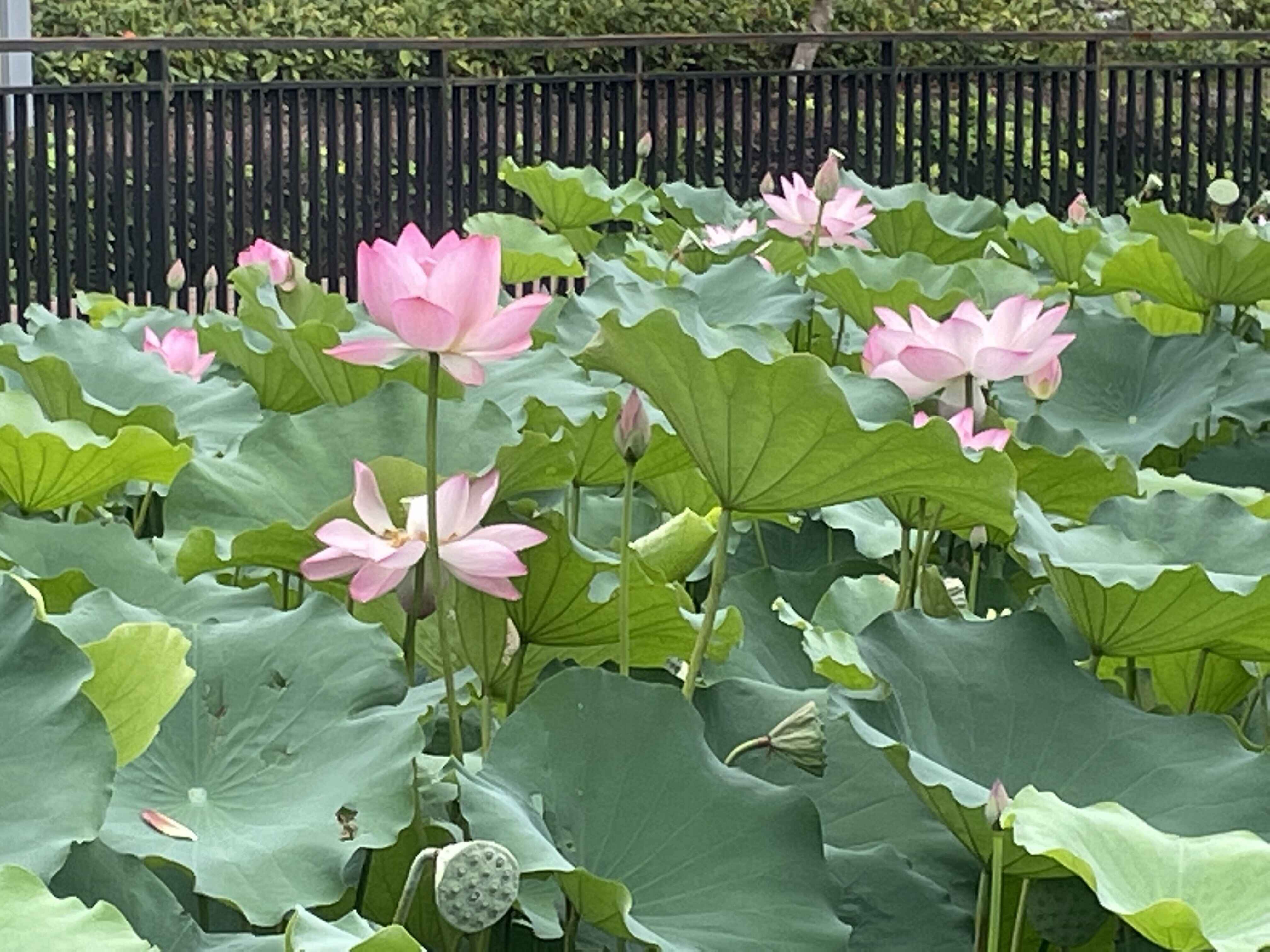 荷花初绽放 美景入画来