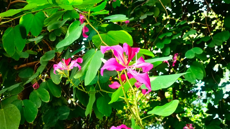 鲜花点缀城区 艳丽了云浮的冬季