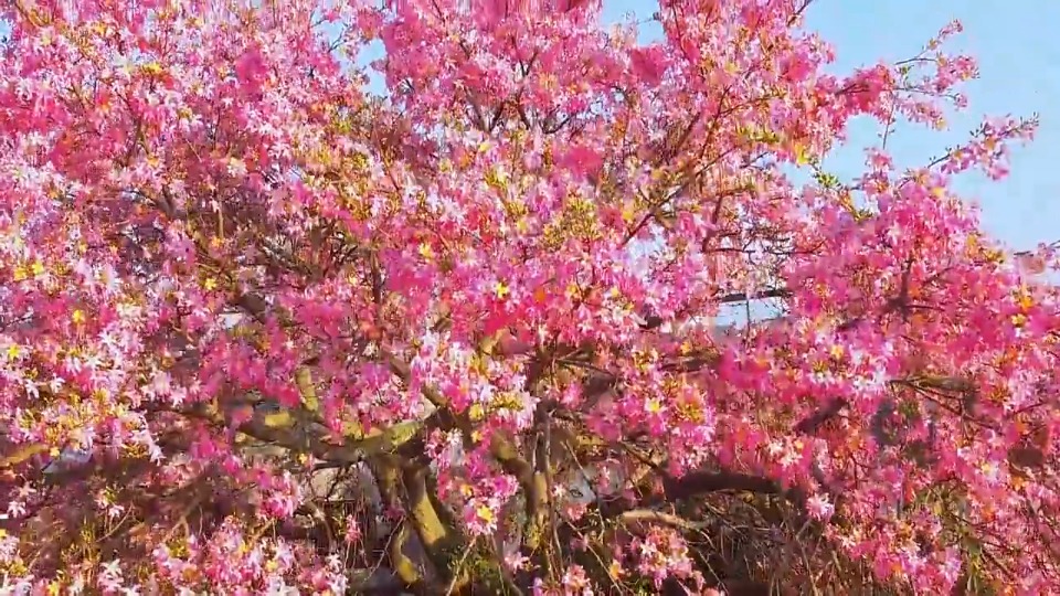 罗定：美人树初绽，粉花醉人心