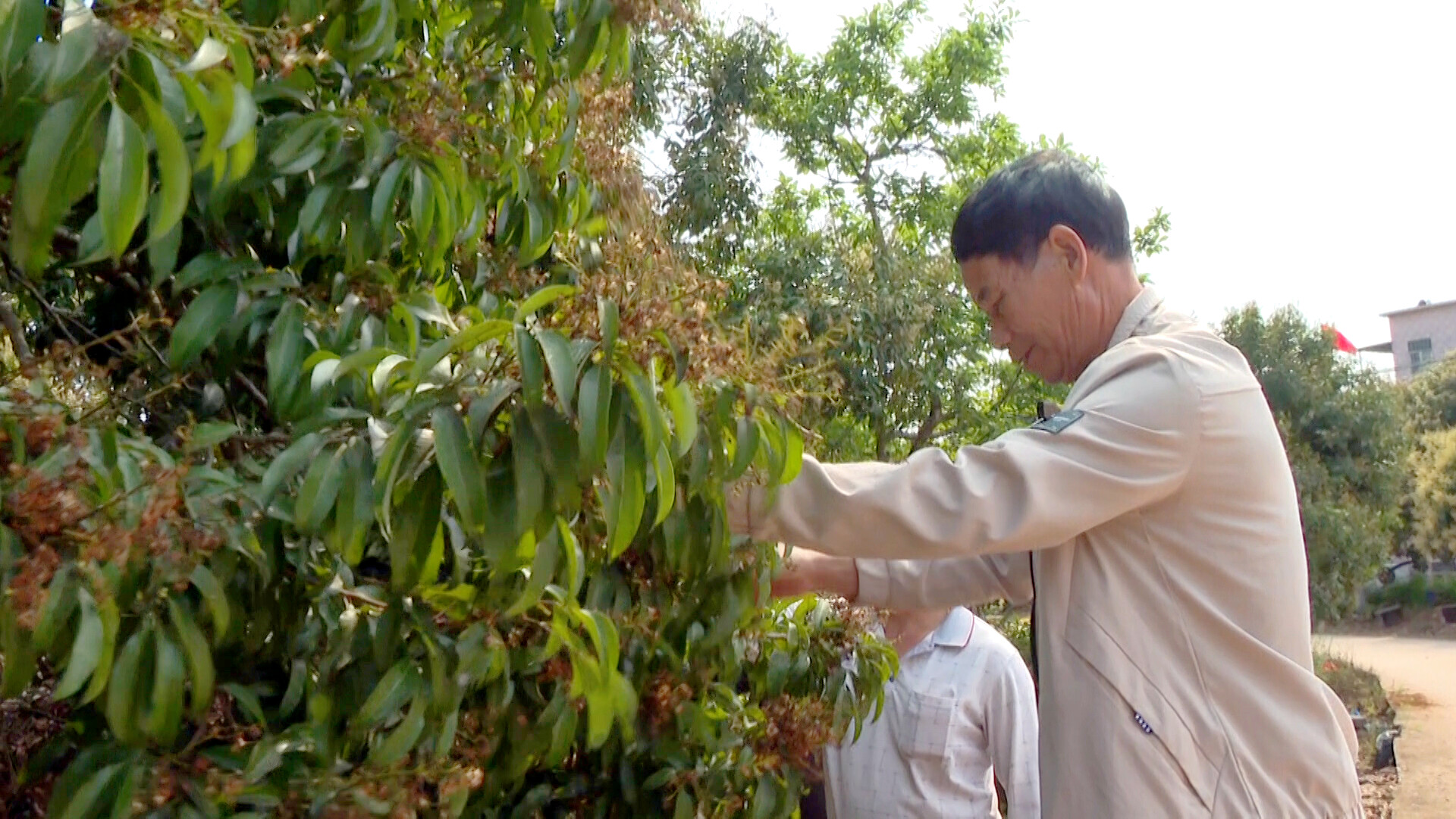罗定黎少镇：荔枝开花坐果正当时