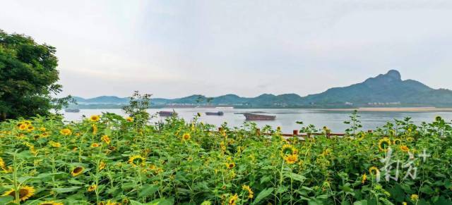 郁南这片向日葵花海，美成夏日限定油画！