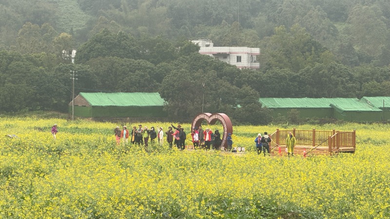 @云浮人 花田春早，漫香动城！快来打卡云城区乡村旅游季系列文旅活动