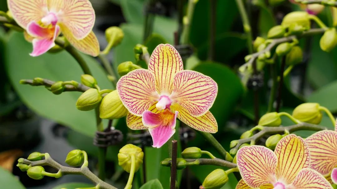 時尚婚禮服裝圖片（時尚結婚照片圖片大全）