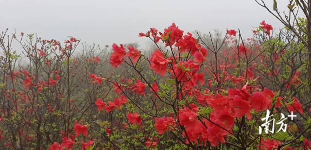 云浮新兴：天露山上，杜鹃花开待逢君