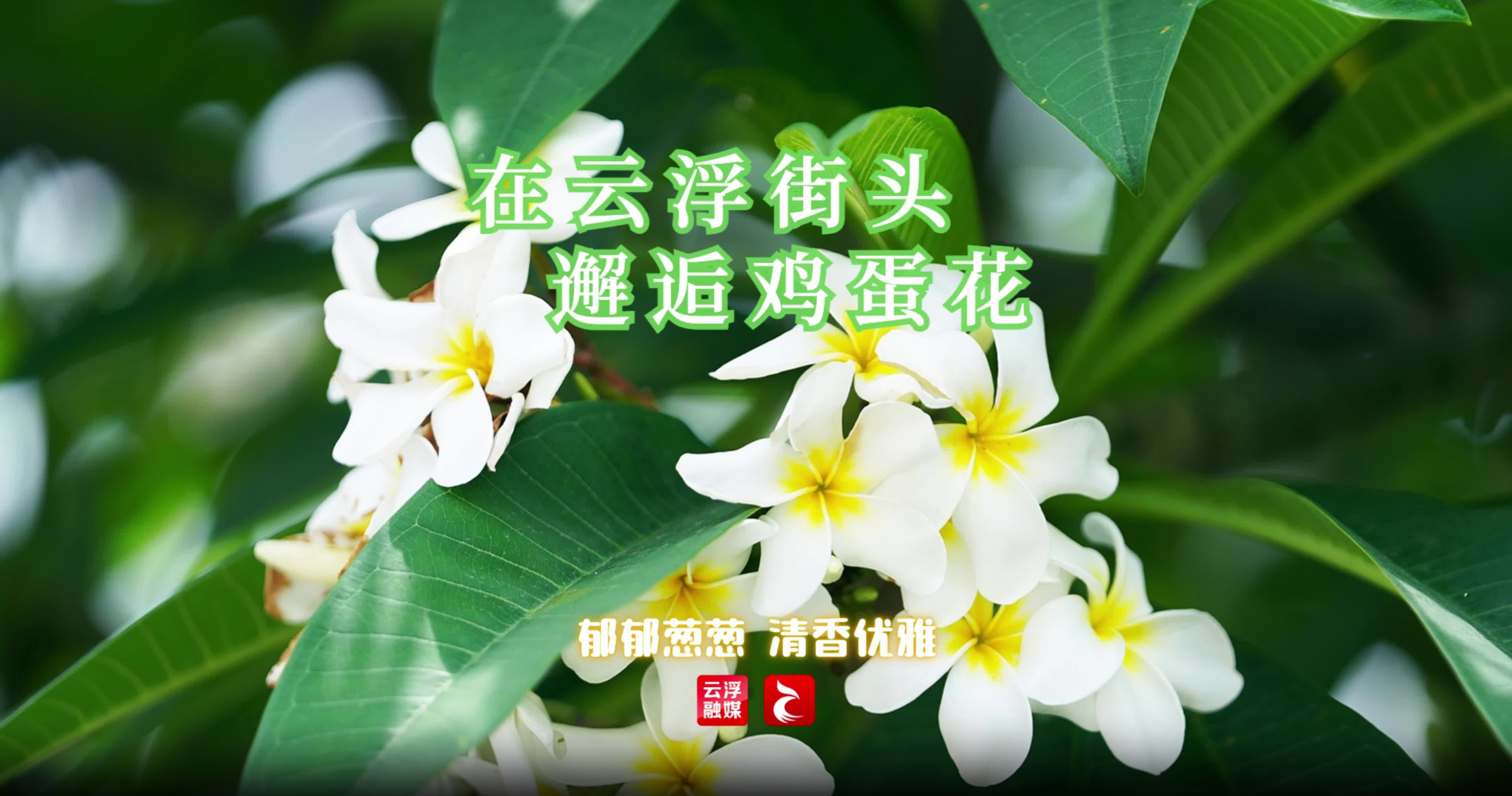 云浮夏日有好景！这里的鸡蛋花开啦~