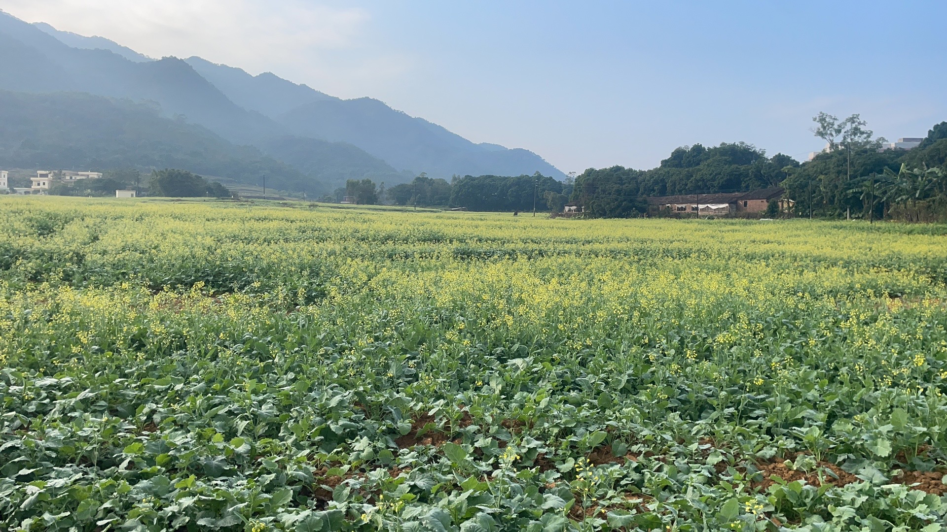 以花为媒！云城区前锋镇激活乡村旅游“美丽经济”