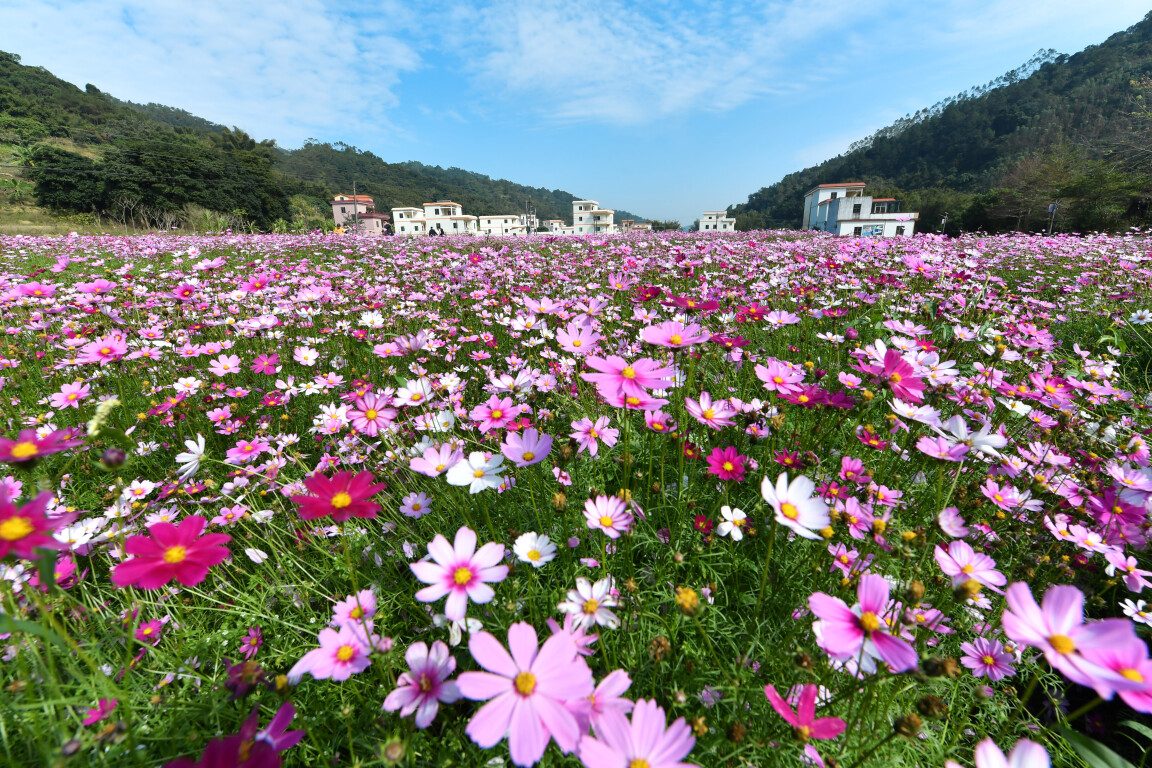 图说丨云浮乡村赏花季，一起踏春去