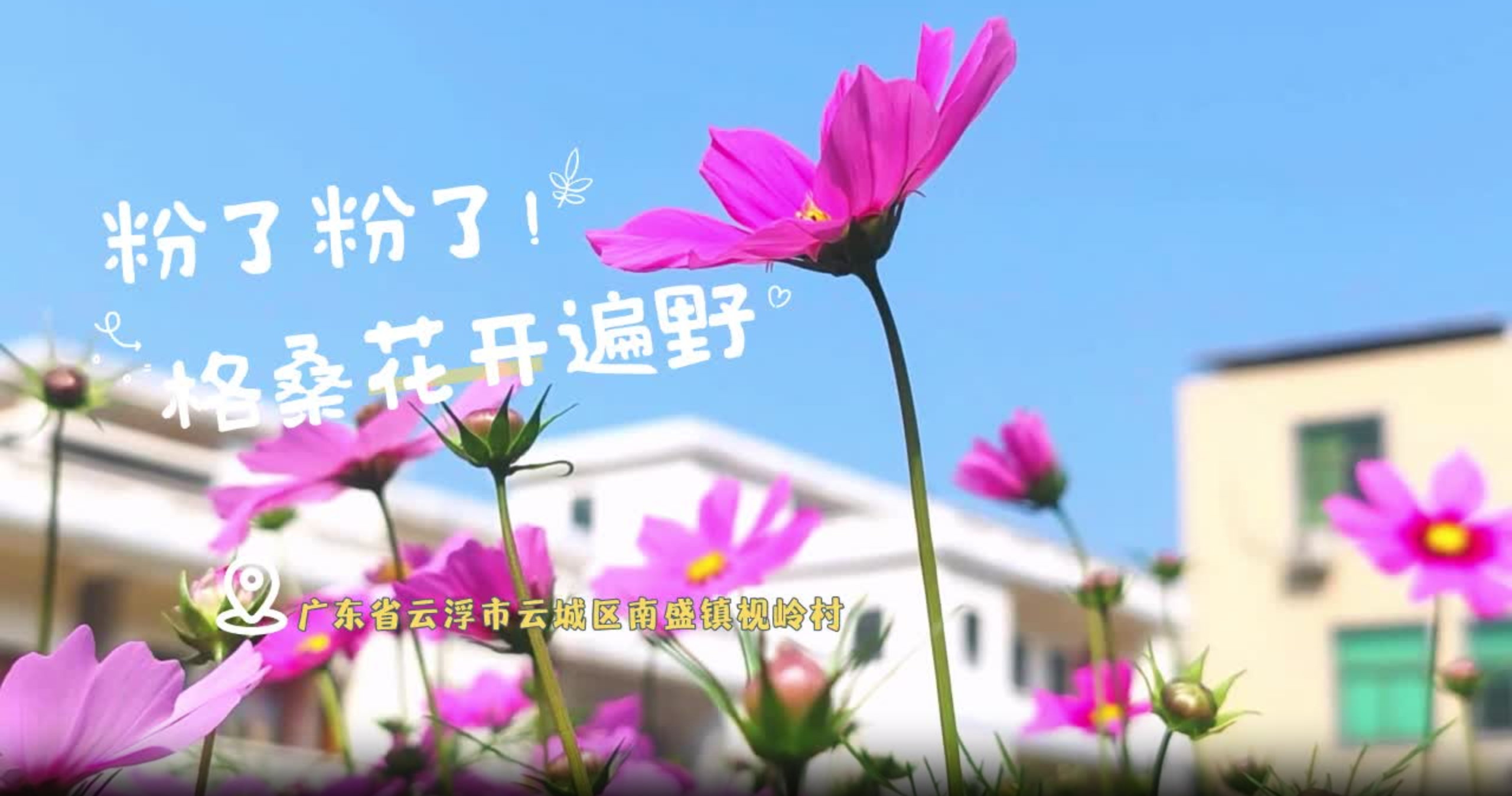 粉了粉了！云浮南盛枧岭村百亩格桑花开遍野
