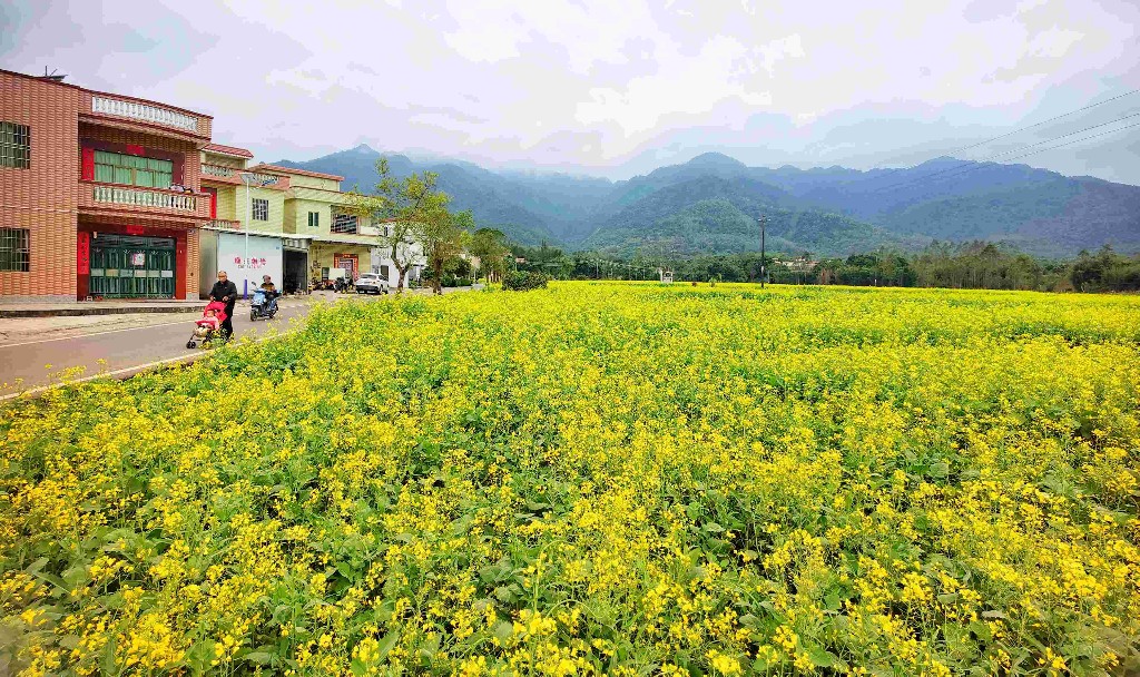 云城区前锋镇：千亩油菜花迎冬盛放