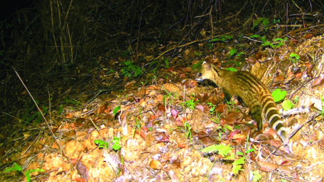 Small Indian civets frequently appear in Guangdong's Huizhou