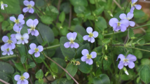 New species of Viola found in China's Guangdong New species of Viola found in China's Guangdong