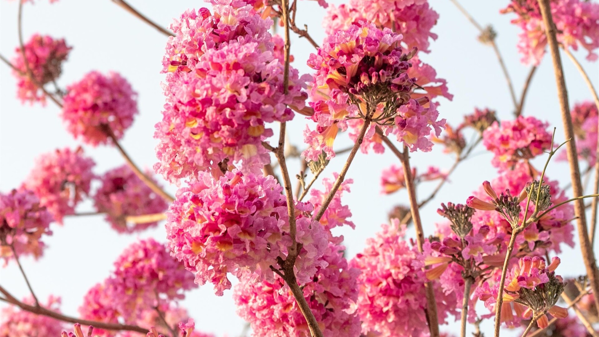 Tabebuia impetiginosa sways in Maoming