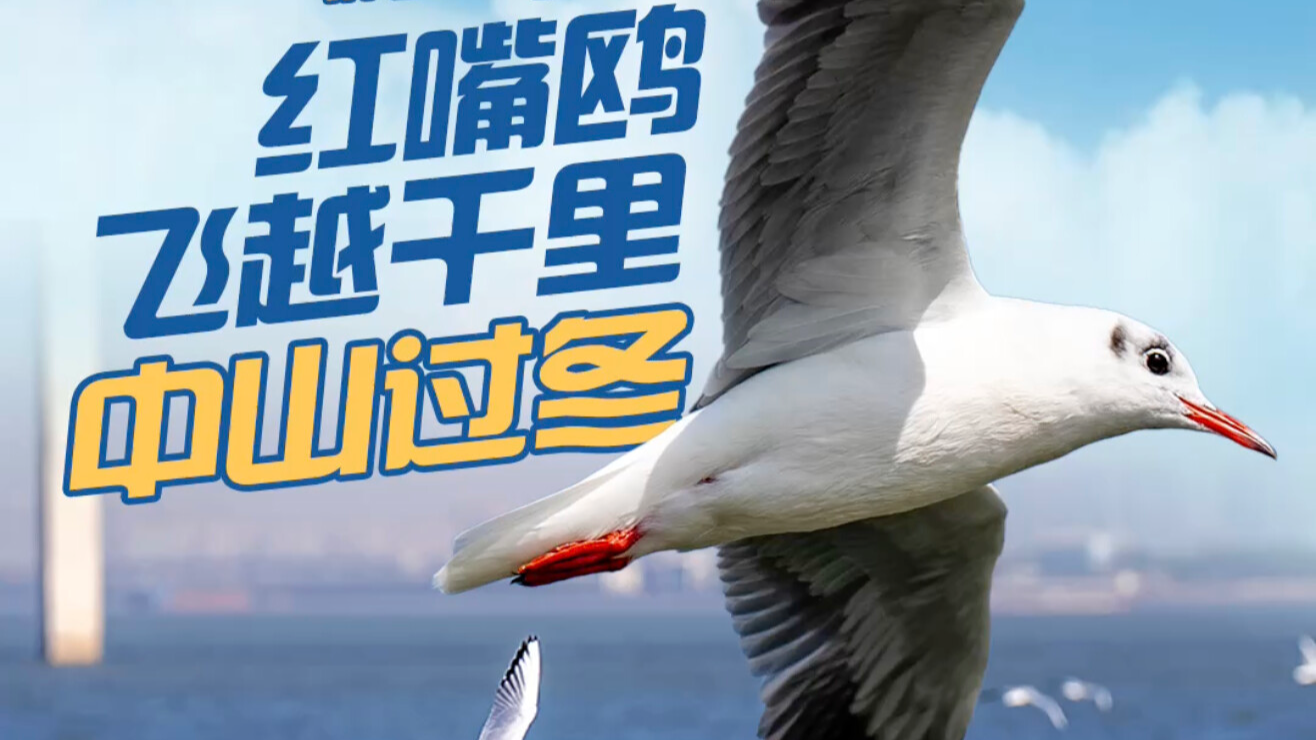 Black-headed gulls fly thousands of miles to overwinter in Zhongshan