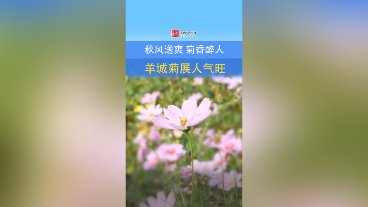 秋风送爽菊香醉人，羊城菊展人气旺｜南方+视频